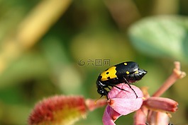 甲虫，昆虫,昆虫,花