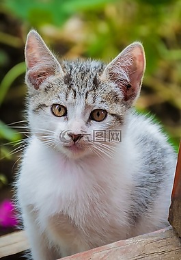 猫,弗利纳,加塔
