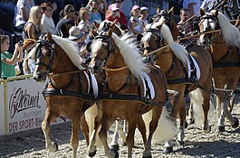 haflinger,小马,福克斯