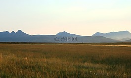 veld,草,景观