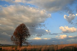 树,veld,草