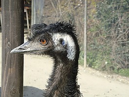 鴕鳥,鳥,動(dòng)物