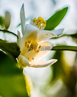 橙花,開花,清晨的陽光