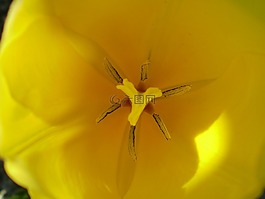 花,黃色,黛西