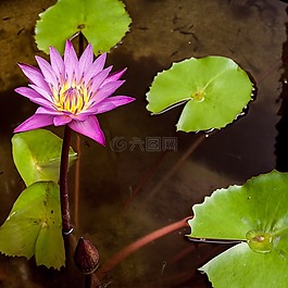 蓮花,亞洲,花