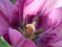 花,紫,生態(tài)