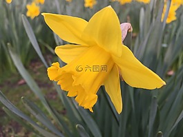 黃色,喇叭花,開花