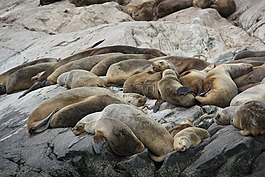 海獅,獅子,水