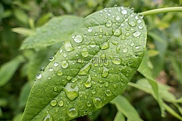 葉子,雨,滴