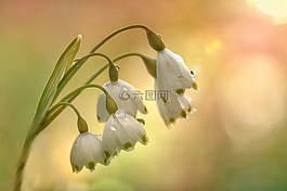 fruehlingsknotenblume,春天,花