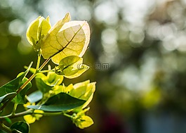 鲜花,灌木开花,开花