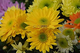 鮮花,花,菊黃色