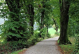 大道,樹(shù)木,離