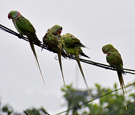 鸚鵡,雨,鳥