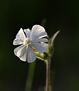 花,白,溫柔