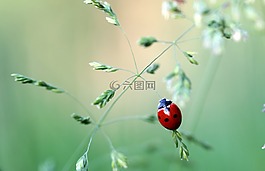 瓢蟲,甲蟲,瓢蟲科