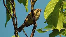鳥,樹,科