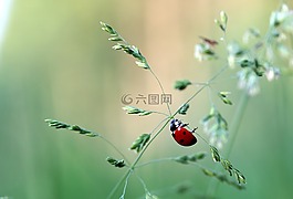 瓢蟲,甲蟲,瓢蟲科