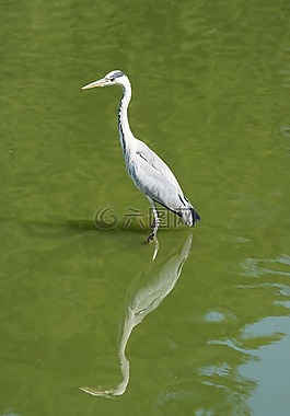 鳥(niǎo),蒼鷺,水