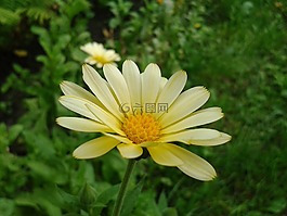 非洲雛菊,osteospermum,菊花園