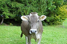 牛,牛奶,農(nóng)業(yè)