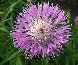 花,花園,修道院花園