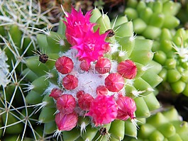 植物,仙人掌,suculent