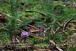 紫羅蘭色 laccaria,蘑菇,紫水晶藍 laccaria
