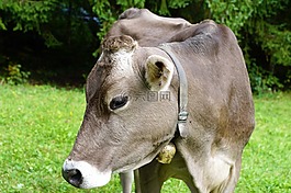 牛,牛奶,農(nóng)業(yè)