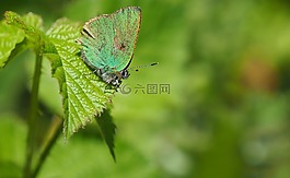 蝴蝶,性質(zhì),葉