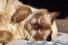 猫,品种猫,英国短毛猫