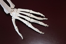 骨架,手,骨骼