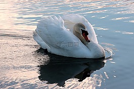 天鵝,疣鼻天鵝,天鵝 olor