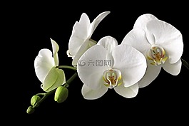 蘭花的草甸,蘭花,白