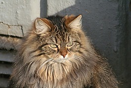 猫,可爱,可爱猫咪
