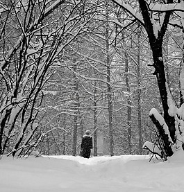 雪,树木,分支