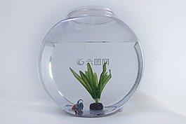 魚(yú),坦克,水族館