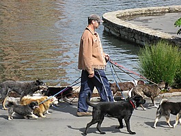 狗,宠物,dogwalker