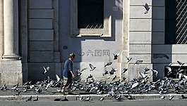 女子,鴿子,行人