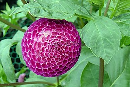 大麗花球,花,盛開(kāi)