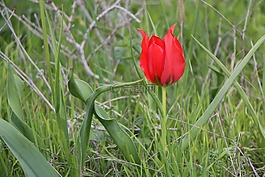 自然,花,植物區(qū)系
