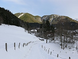 冬天,雪,森林