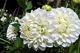 大丽花,公主,白