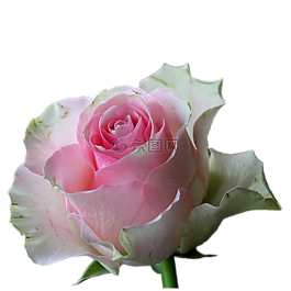花,開(kāi)花,玫瑰