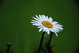 瑪格麗特,夏季,花