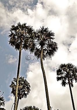 人類發(fā)展報(bào)告,高大的樹木,天空
