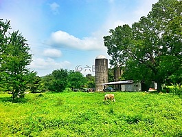 農(nóng)場,格蘭哈,波多黎各