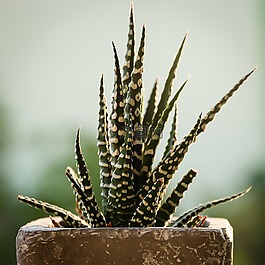 仙人掌,植物群,綠色