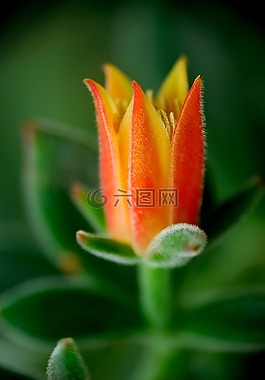 美麗的花朵,仙人掌,花卉