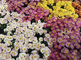 花,顏色,花壇